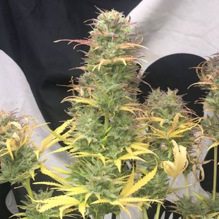 23278 - Auto Girl Scout Kush 1 u. fem Pure Instinto