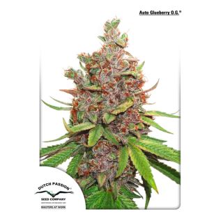 10798 - Auto Glueberry OG 1 u. fem. Dutch Passion