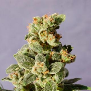 11255 - Auto Gnomo   1 u. fem. Kannabia Seeds