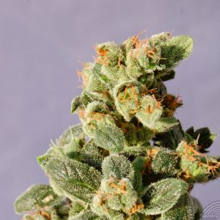 AGN5 - Auto Gnomo   5 u. fem. Kannabia Seeds