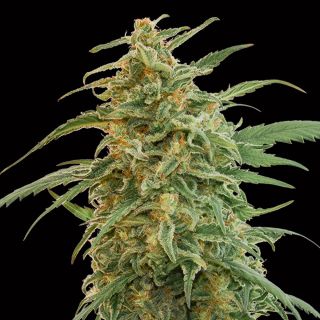 27376 - Auto Gorilla   1 u. fem. 00 Seeds