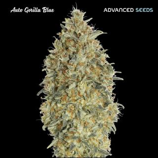 Auto Gorilla Blue   1 u. fem. Advanced Seeds