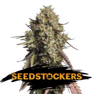 Auto Gorilla Cookies fem.  1 u. Seedstockers