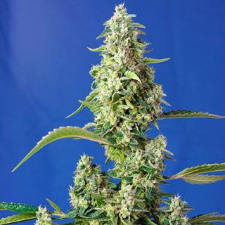 Auto Gorilla Girl XL   3+1 u. fem. Sweet Seeds