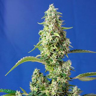 12087 - Auto Gorilla Girl Xl  25 u. Granel Profesionales Sweet Seeds