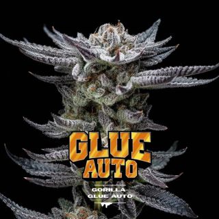 25629 - Auto Gorilla Glue  4 u. fem BSF Seeds