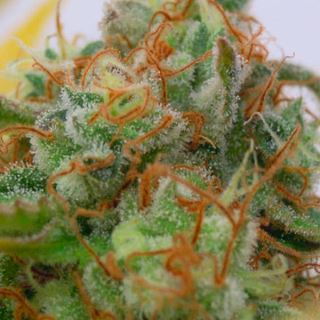 10035 - Auto Gorilla Glue #4  5 u. fem. Original Sensible