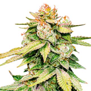 11540 - Auto Gorilla Glue fem.  1 u. Seedstockers