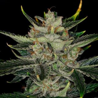 17485 - Auto Gorilla King   1 u. fem. Kannabia Seeds