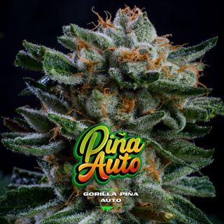 25666 - Auto Gorilla Piña XXL  7 u. fem BSF Seeds