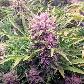 12852 - Auto Gorilla Zkittlez   10 u. fem. Barney's