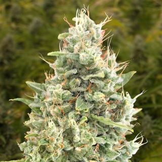 14869 - Auto Gorilla Zkittlez   3 ud High Speed Buds