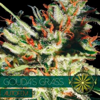 10599 - Auto Gouda´s Grass 3 u. fem. Vision Seeds