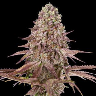 27597 - Auto Grand Daddy Purple   5 u. fem. 00 Seeds