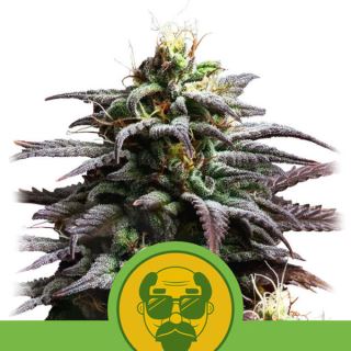 Auto Granddaddy Purple  1 u. fem. Royal Queen