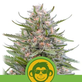 20682 - Auto Grape Ape 10 u. fem. Royal Queen