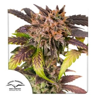 27683 - Auto GrapefruitZ   7 u. fem. Dutch Passion