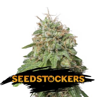 15065 - Auto Green Crack fem.  1 u. Seedstockers