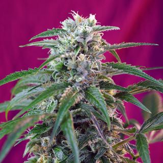 Auto Green Poison   3+1 u. fem. Sweet Seeds