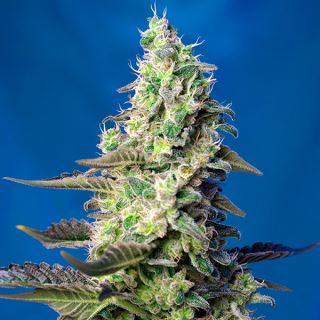 Auto Green Poison XL   3+1 u. fem. Sweet Seeds