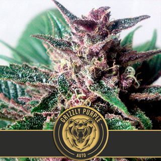 Auto Grizzly Purple 3 u. fem. Blimburn Seeds