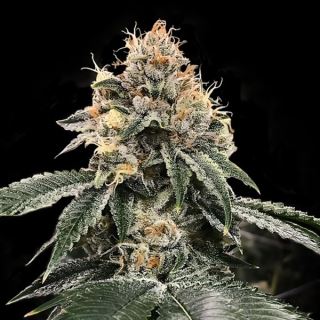 Auto HG23 -   5 u. fem. DNA Genetics