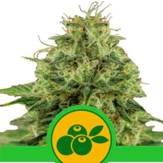 11833 - Auto Haze Berry  1 u. fem. Royal Queen