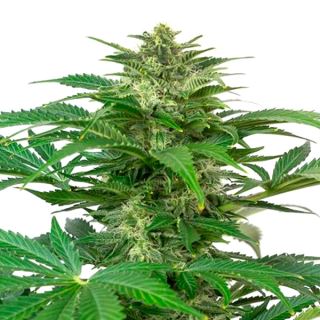 5361 - Auto Haze CBD 10 u. fem. Dinafem