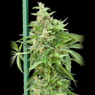 AHG3 - Auto Haze Gom  3 u. fem. Grassomatic