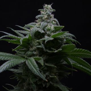 26566 - Auto Hibiscus  3 u. fem R-Kiem Seeds