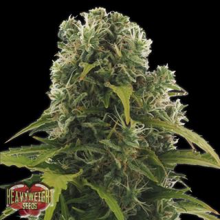 9647 - Auto High Density  3 u. fem. Heavyweight Seeds