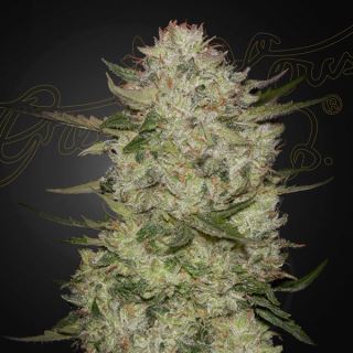 Auto HighCloudz  1 u. fem. Green House