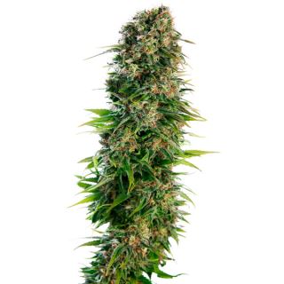 11389 - Auto Hindu Kush  1 u. fem. Sensi Seeds