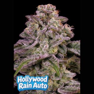 26671 - Auto Hollywood Rain  3 u. fem Anesia