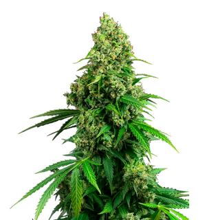 16032 - Auto Honey Melon Kush 1 u. fem. Sensi Seeds Research