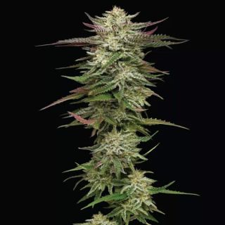 24997 - Auto Humboldtt Headband 3 u. fem Humboldt Seeds Company