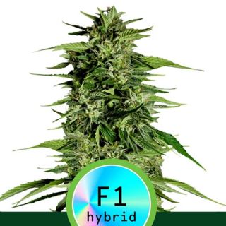 Auto Hyperion F1 - 10 u. fem. Royal Queen