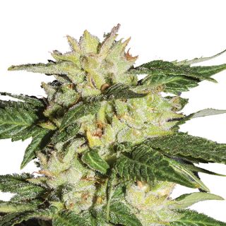 14658 - Auto Ice 10 u. fem. Nirvana