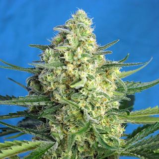 8576 - Auto Jack 47 XL   3+1 u. fem. Sweet Seeds