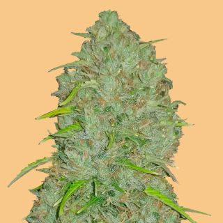 11588 - Auto Jack Herer  1 u. fem. FastBuds Seeds