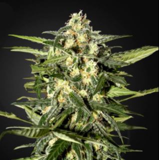 Auto Jack Herer  1 u. fem. Green House