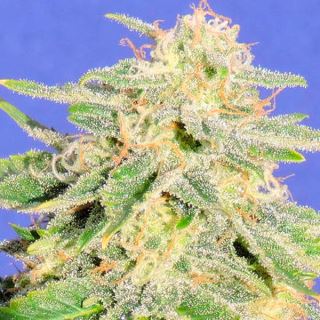 Auto Jack Herer  1 u. fem. Original Sensible