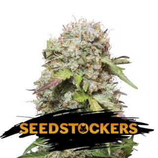 15037 - Auto Jack Herer fem.  1 u. Seedstockers