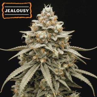 25502 - Auto Jealousy  fem.   15 u. Seedstockers