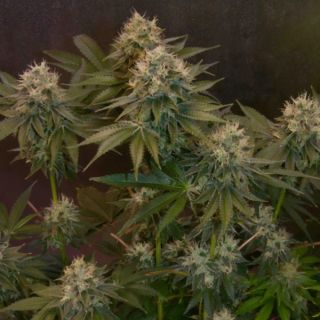 25024 - Auto Jelly Donutz 3 u. fem Humbold Seeds Company