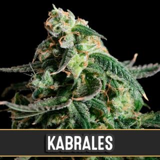 9179 - Auto Kabrales 3 u. fem. Blimburn Seeds