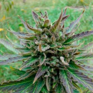 11251 - Auto Kickass   3 u. fem. Kannabia Seeds