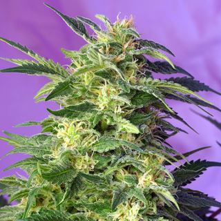 Auto Killer Kush   3+1 u. fem. Sweet Seeds