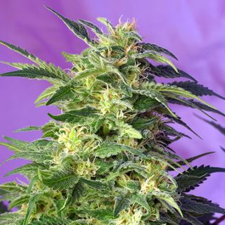 AKK5 - Auto Killer Kush   5+2 u. fem. Sweet Seeds