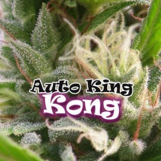 4532 - Auto King Kong 4 u. fem. Dr Underground